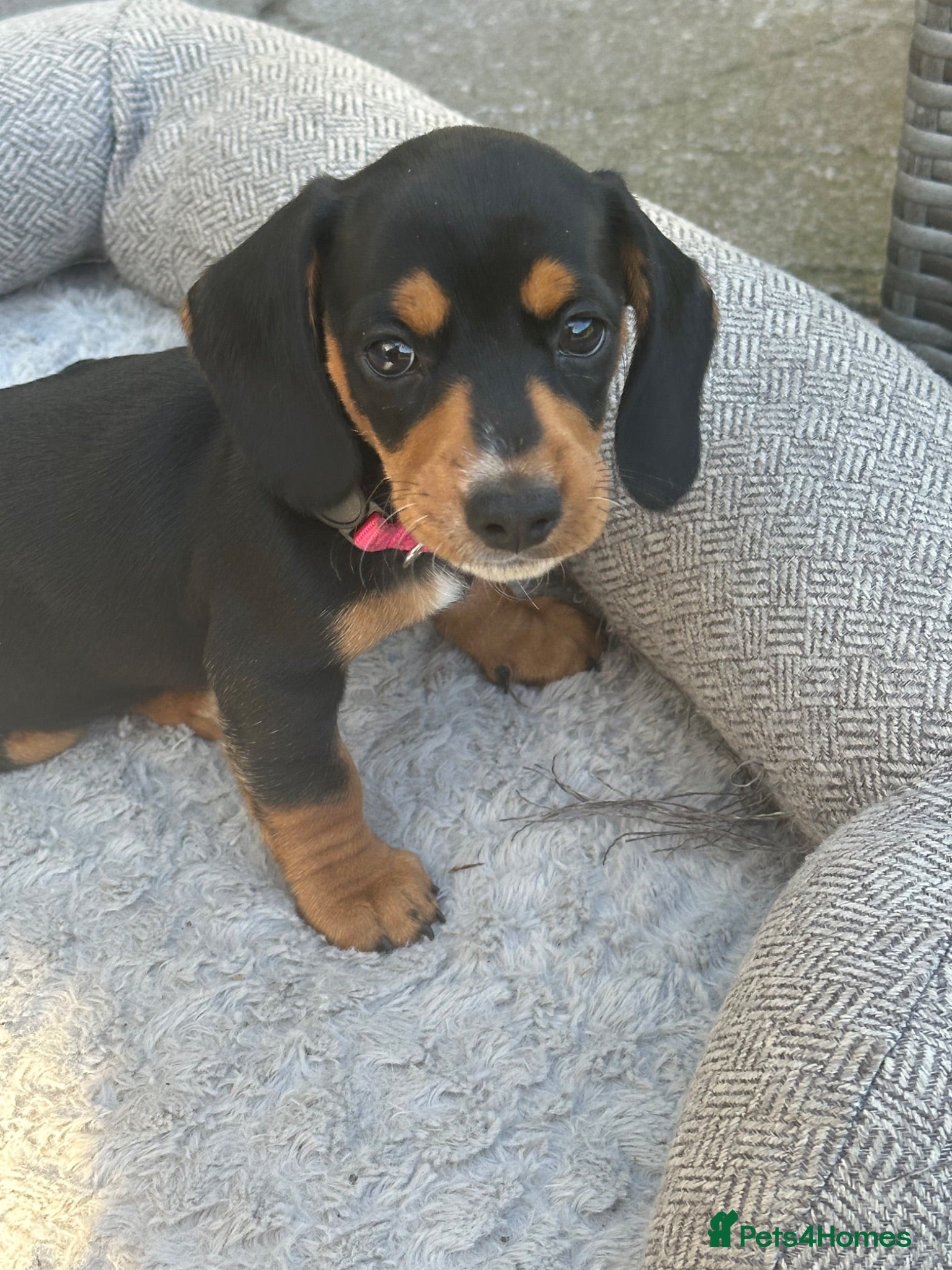Miniature Dachshund dogs Gorgeous KC reg miniature dachshund puppies  - Advert 2