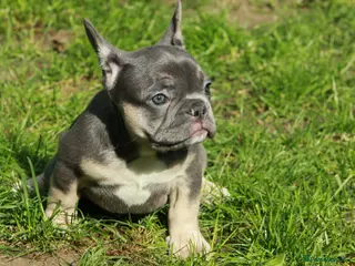 French Bulldog dogs Excellent quality Frenchie - Advert 5