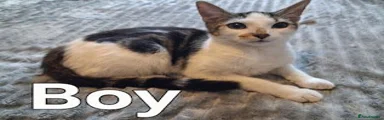 Milky