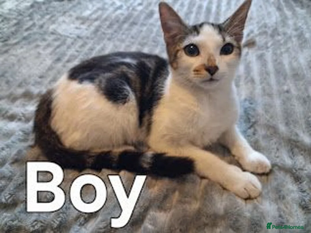 Mixed Breed cats for sale: 3 Lovely Friendly Kittens Looking for Loving Homes - Advert 2