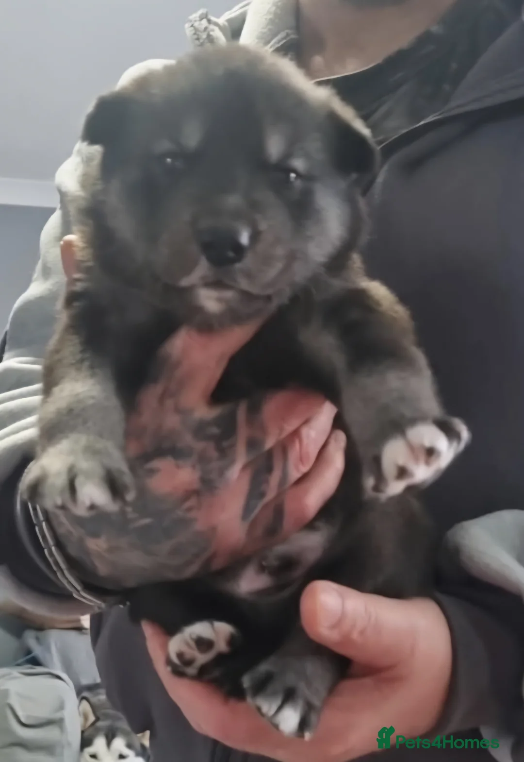 Siberian Husky dogs for sale: Siberian huskies - Advert 1