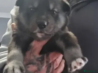 Siberian Husky dogs Siberian huskies - Advert 9