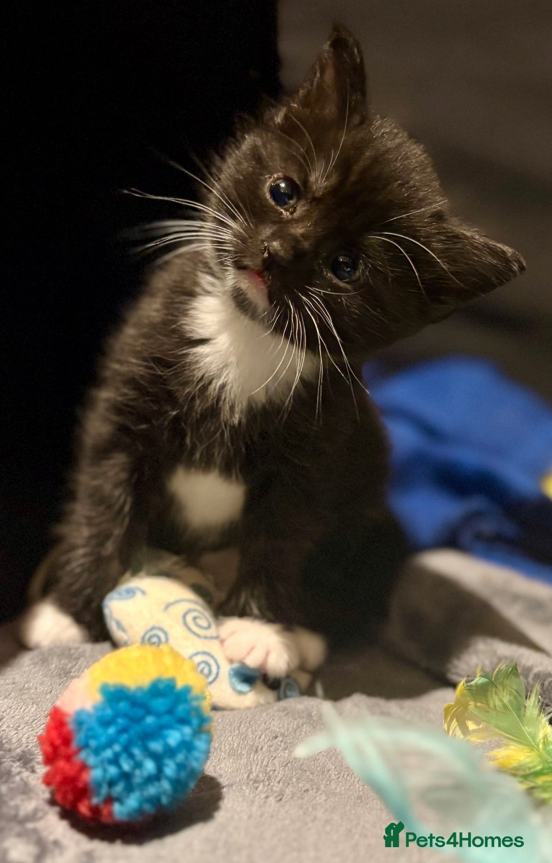 British Shorthair cats for sale: Female Kittens - Image 15