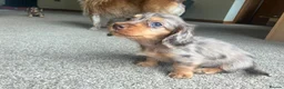 Miniature Dachshund dogs for sale: Chocolate&Cream Champion Long hair mini dachshund  - Advert 7