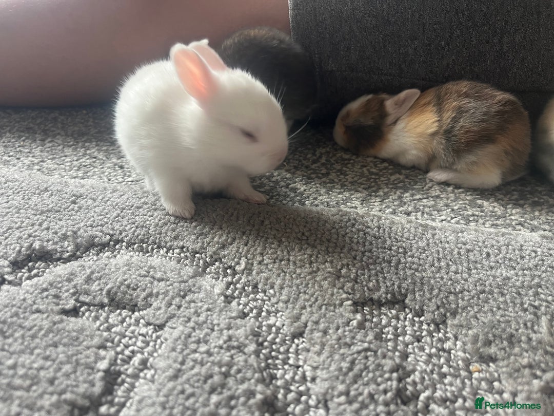 Mini Lion Lop rabbits for sale: Baby bunnies mini lion lops ready now  - Image 22