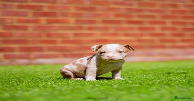 American Bully dogs - Advert 11