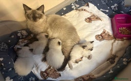 Ragdoll cats for sale: Ragdoll Kittens - Advert 9