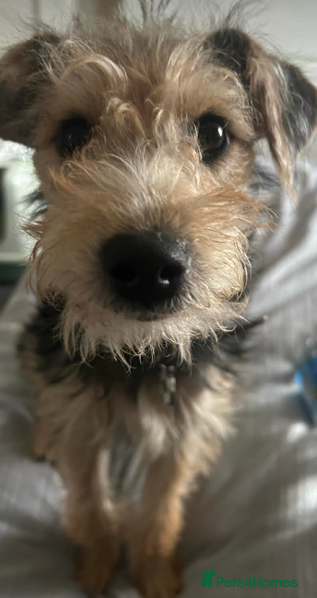 Jackapoo dogs F1 Male Jackapoo  - Advert 1