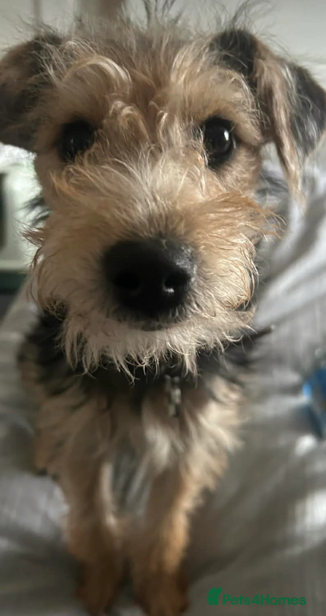 Jackapoo dogs for sale: F1 Male Jackapoo  - Advert 1