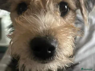 Jackapoo dogs F1 Male Jackapoo - Advert 1