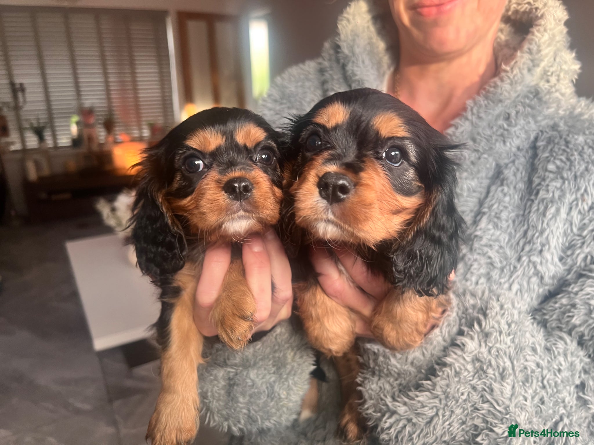 Cavalier King Charles Spaniel dogs beautiful cavalier King Charles puppies  - Advert 1