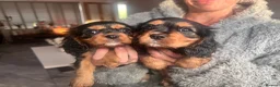 Cavalier King Charles Spaniel dogs for sale: beautiful cavalier King Charles puppies  - Advert 6