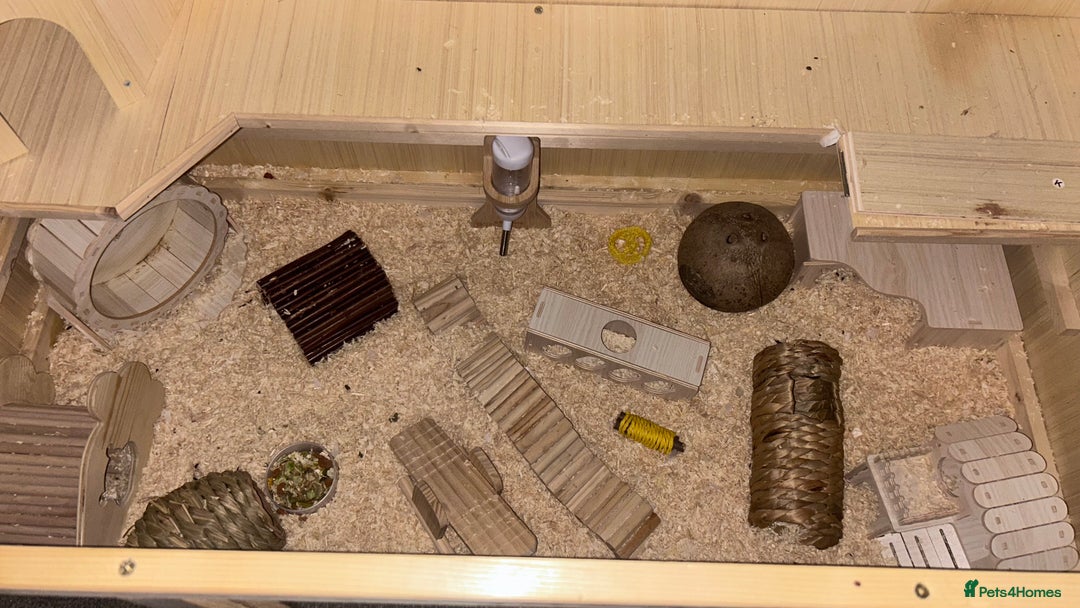 Hamster rodents for sale: HAMSTER,CAGE & ACCESORIES - Advert 5