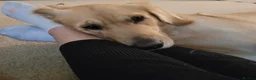 Golden Retriever dogs for sale: Gentle golden looking for a new family. in Taunton - Advert 17