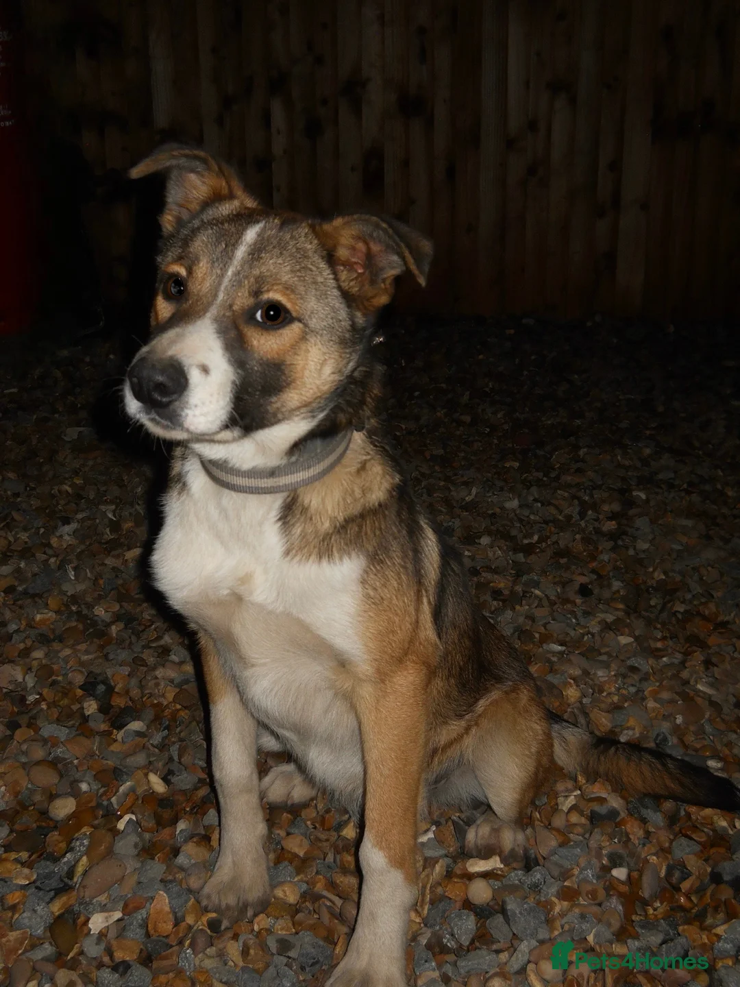 Border Collie dogs for sale: Border collie girl puppy - Advert 1