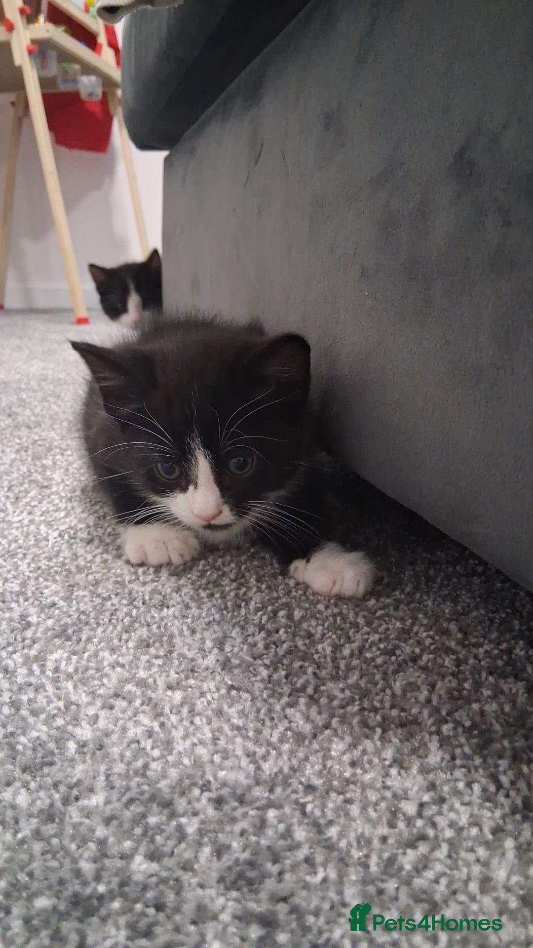 Mixed Breed cats for sale: Black and white 3 kittens for sale. 2 boys 1 girl. - Advert 15