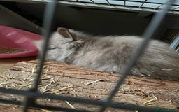 Lionhead rabbits for sale: (REHOMED, awaiting collection) - Image 1