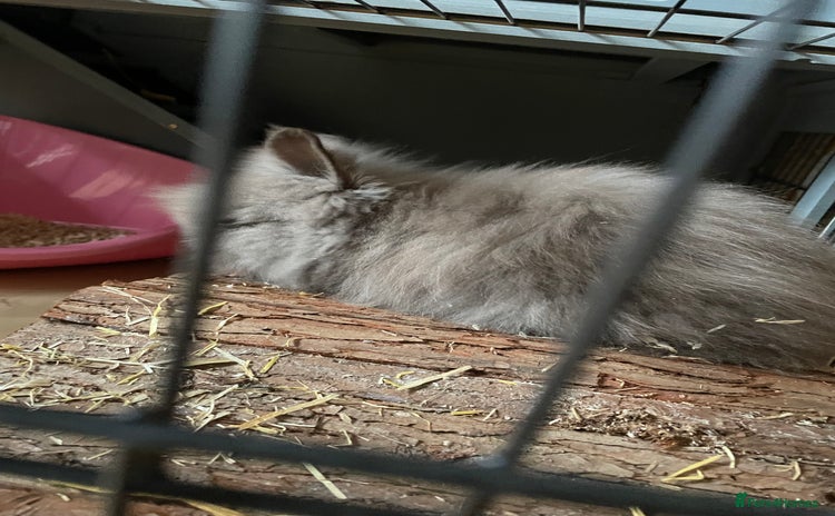 Lionhead rabbits - Advert 2