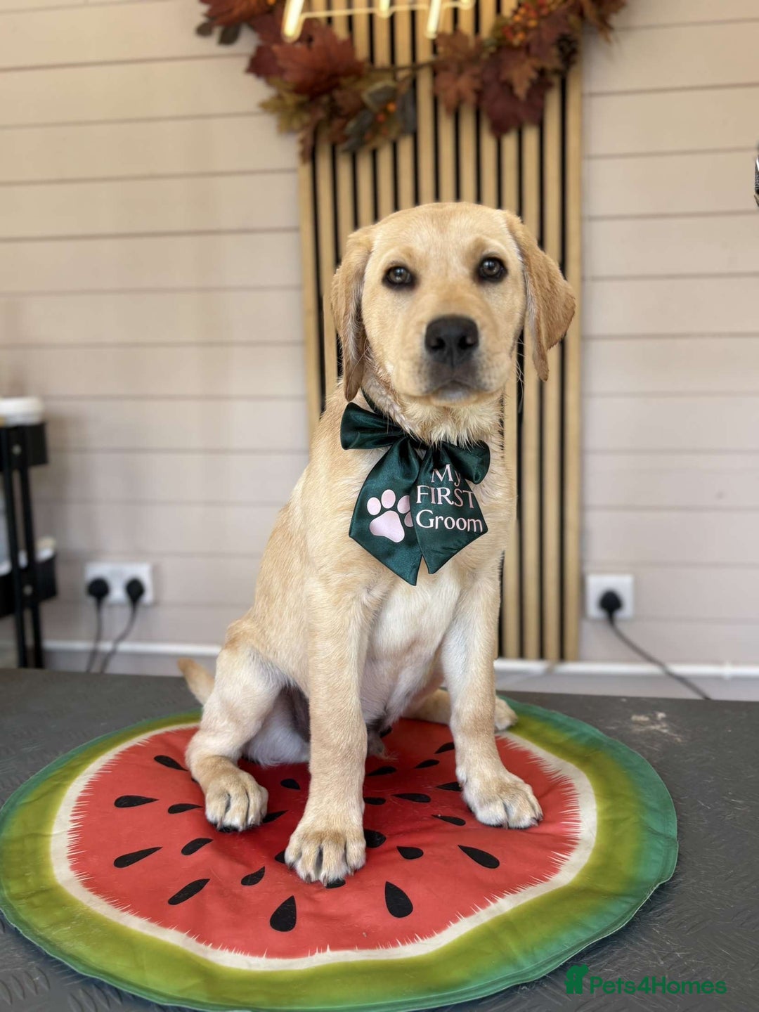 Labrador Retriever dogs for sale: Charlie  - Image 1