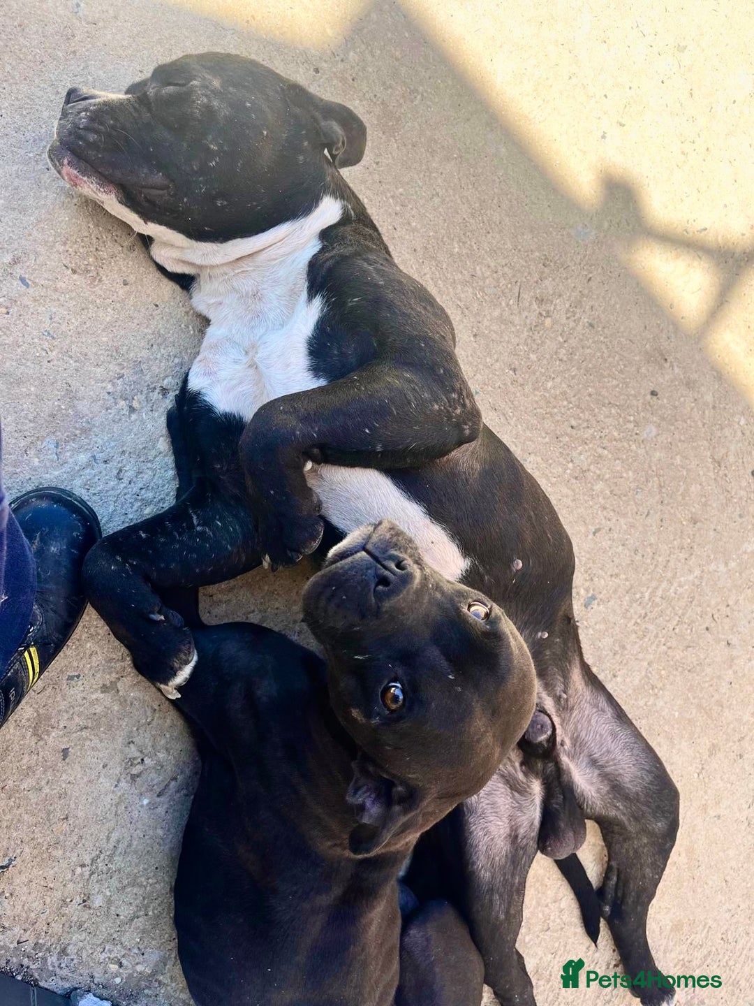 Mixed Breed dogs for adoption: ‼️🚨URGENT🚨‼️ Bili & Bola 💙🐾 - Advert 3