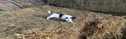 Jack Russell dogs for sale:  Tri coloured Jack Russel Pups! - Advert 12