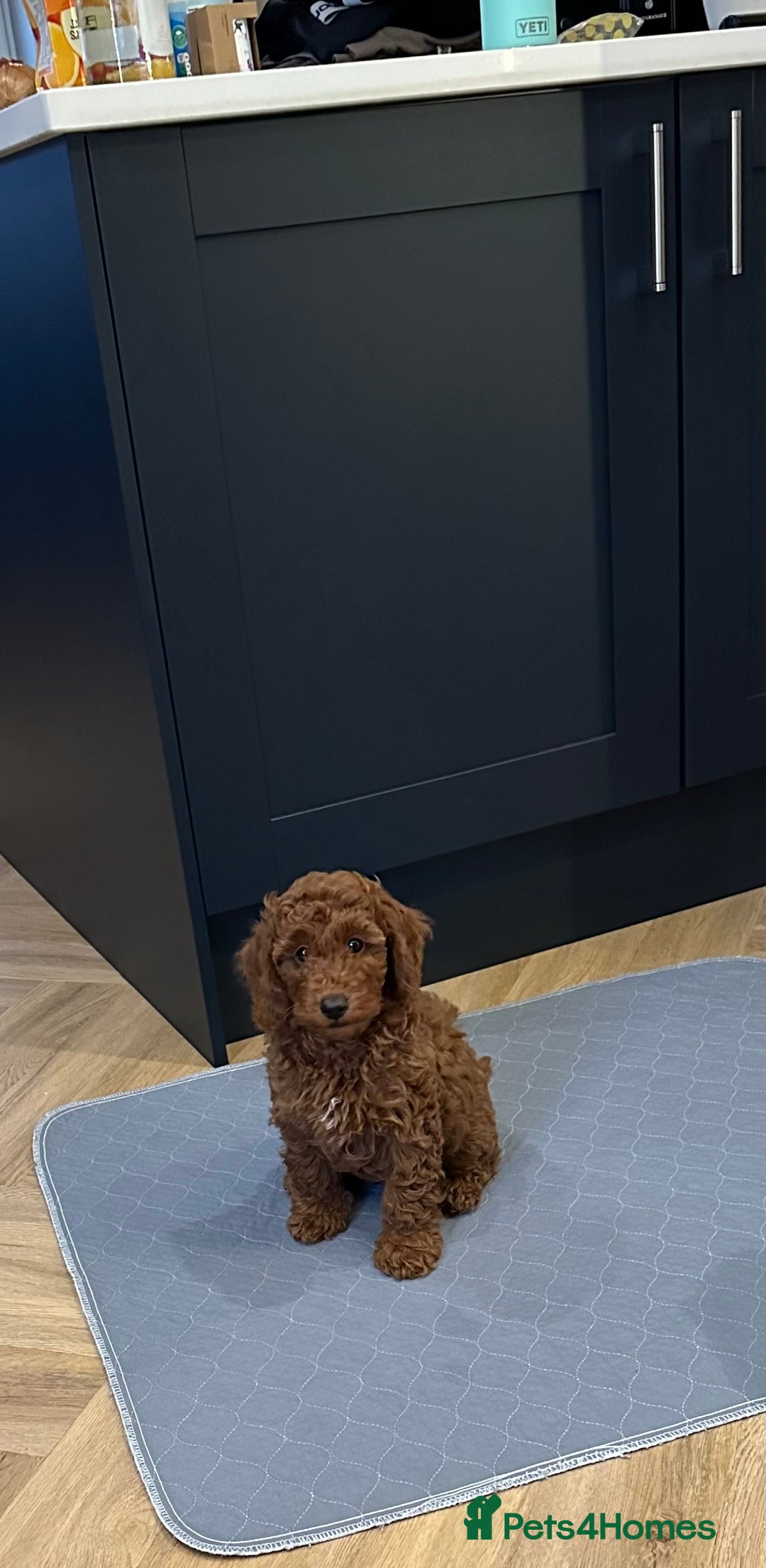 Miniature Poodle dogs for sale: Red Miniature Poodles  - Advert 20