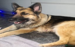 German Shepherd dogs for sale: KC Registered German Shepherd Puppies - Image 6