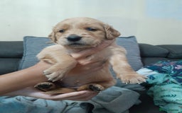 Golden Retriever dogs for sale: Amazing Golden Retrievers for sale  - Image 20