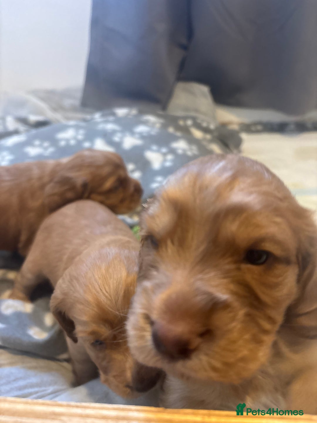 Cocker Spaniel dogs for sale: Working ginger/red cocker spaniels. - Image 13