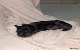 Mixed Breed dogs for sale: 5 Adorable miniature dapple schnoxie puppies - Image 11