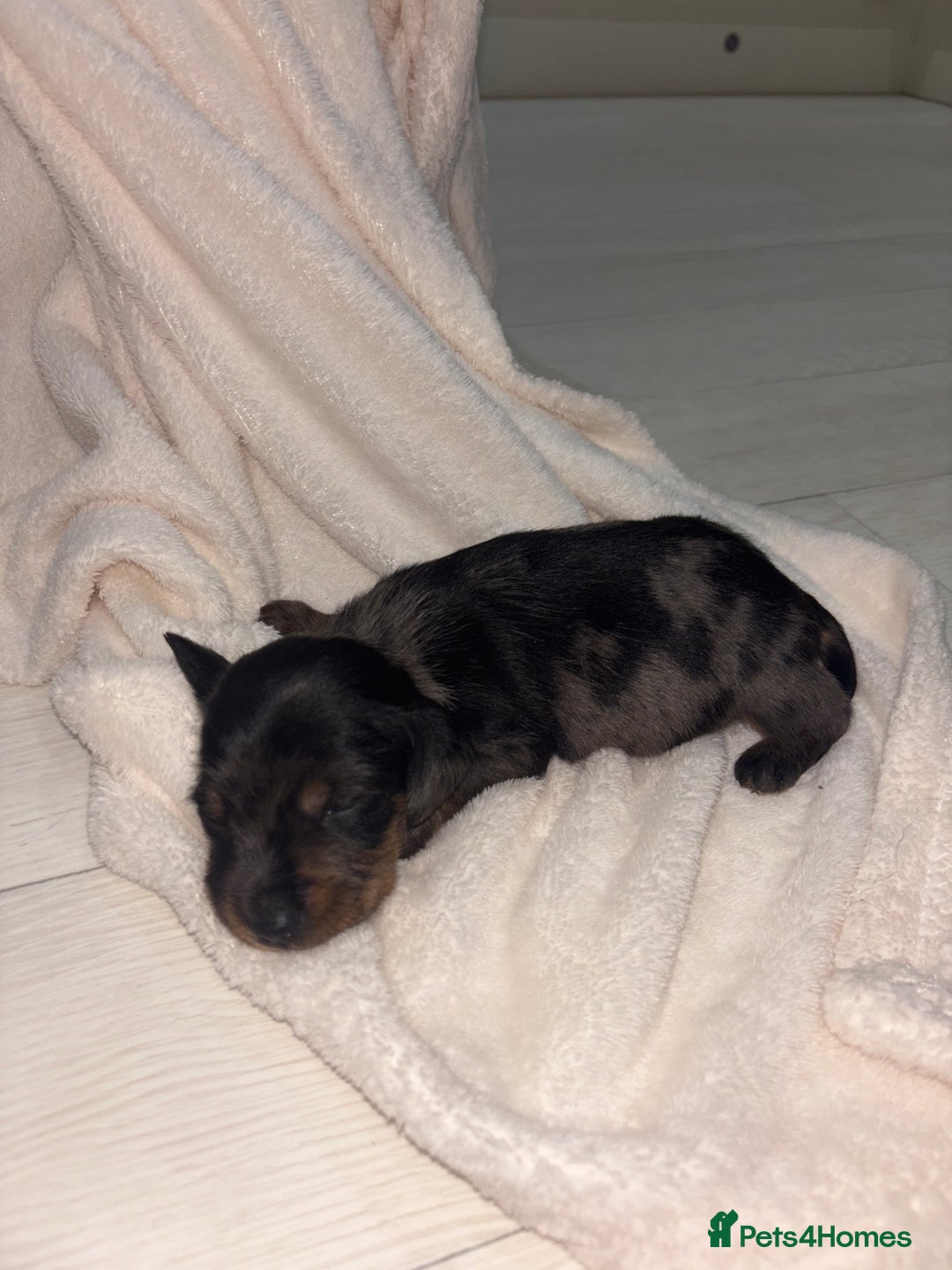 Mixed Breed dogs for sale: 5 Adorable miniature dapple schnoxie puppies - Image 11