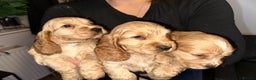 Cocker Spaniel dogs for sale: KC Golden Show Cocker Spaniel  READY TO GO! - Advert 7