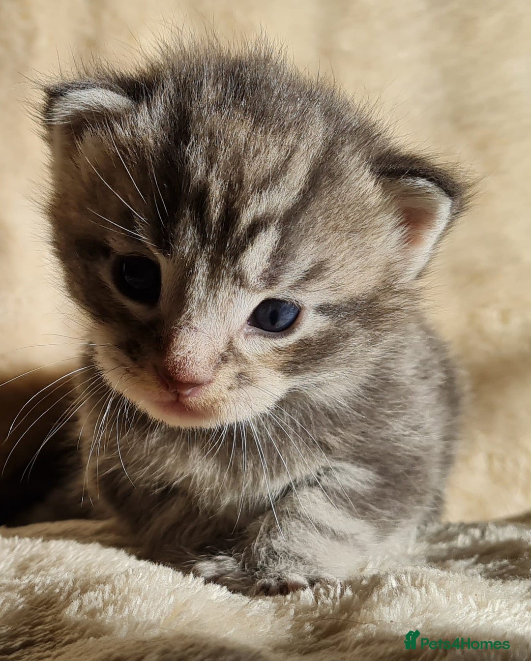 Maine Coon cats for sale: MAINE COONE KITTENS POLYDACTYL&NON POLYDACTYL   - Advert 37