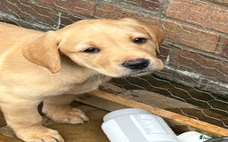Labrador Retriever dogs for sale: Labrador pups for Sale in Hull - Image 6