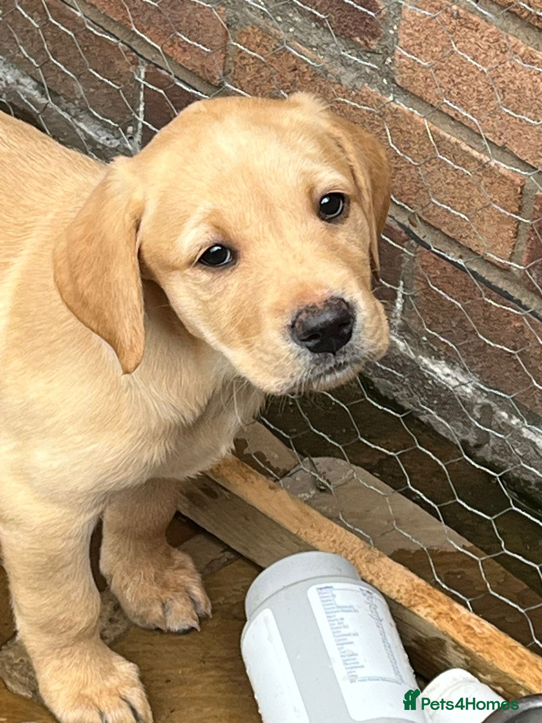 Labrador Retriever dogs for sale: Labrador pups for Sale in Hull - Image 6