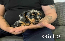 Miniature Dachshund dogs for sale: Miniature dachshund  - Image 6