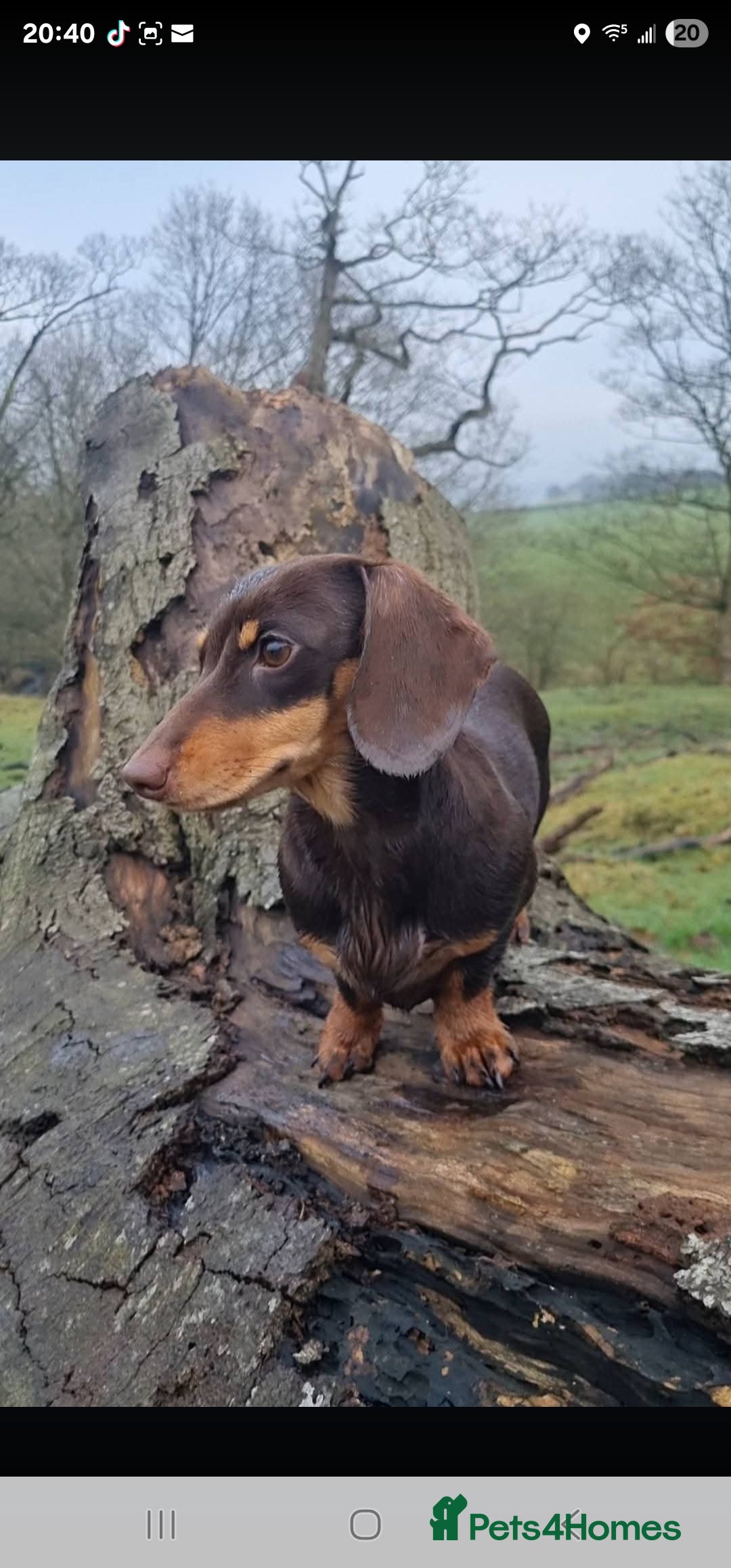 Miniature Dachshund dogs for sale: Miniature Smooth Dachshund Puppies  - Image 11