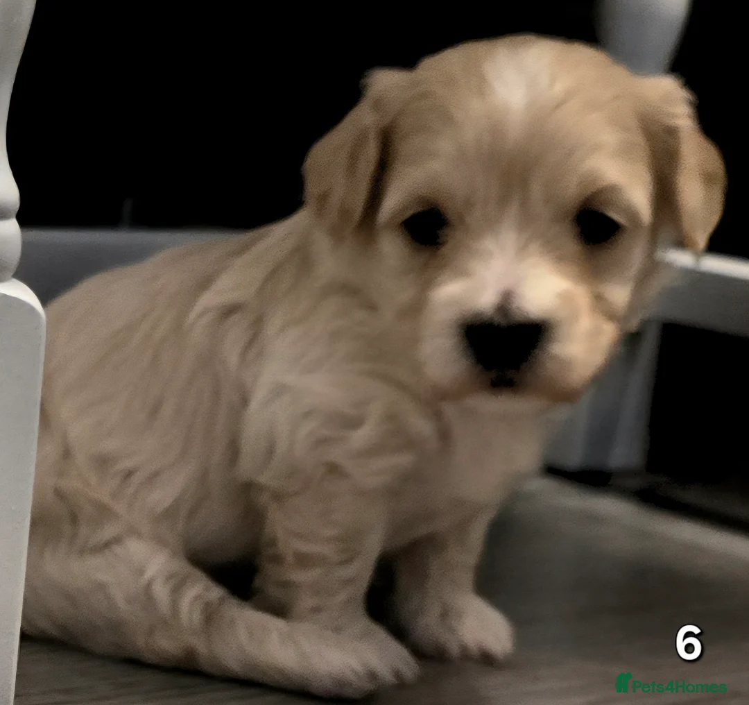 Maltipoo dogs for sale: Loving F2 Maltipoo Puppies Raised at Home 🐾 - Advert 16