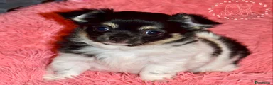 Lilo 