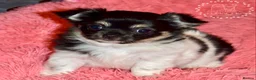 Chihuahua dogs for sale: Beautiful long coat chihuahua puppies - Advert 5