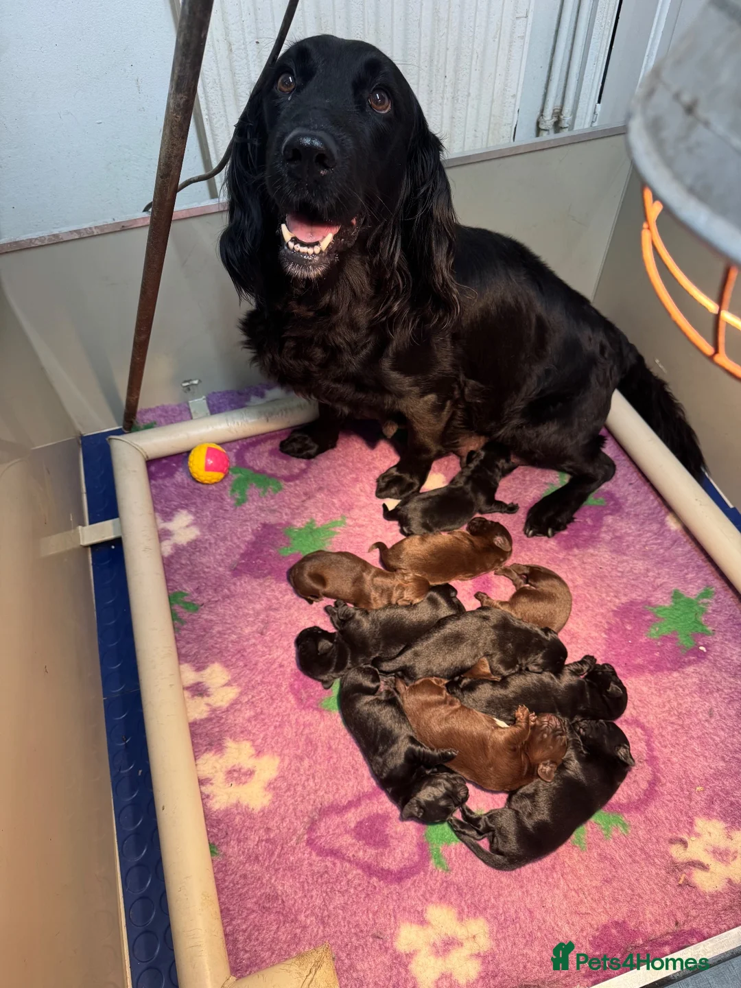 Springador dogs for sale: Beautiful Springadore Puppies (3/4 Labrador)  - Advert 1