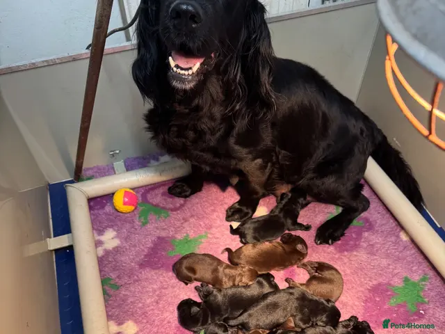 Springador dogs Beautiful Springadore Puppies (3/4 Labrador) - Advert 1