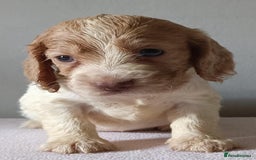 Cocker Spaniel dogs for sale: Cocker spaniel puppies  - Image 5