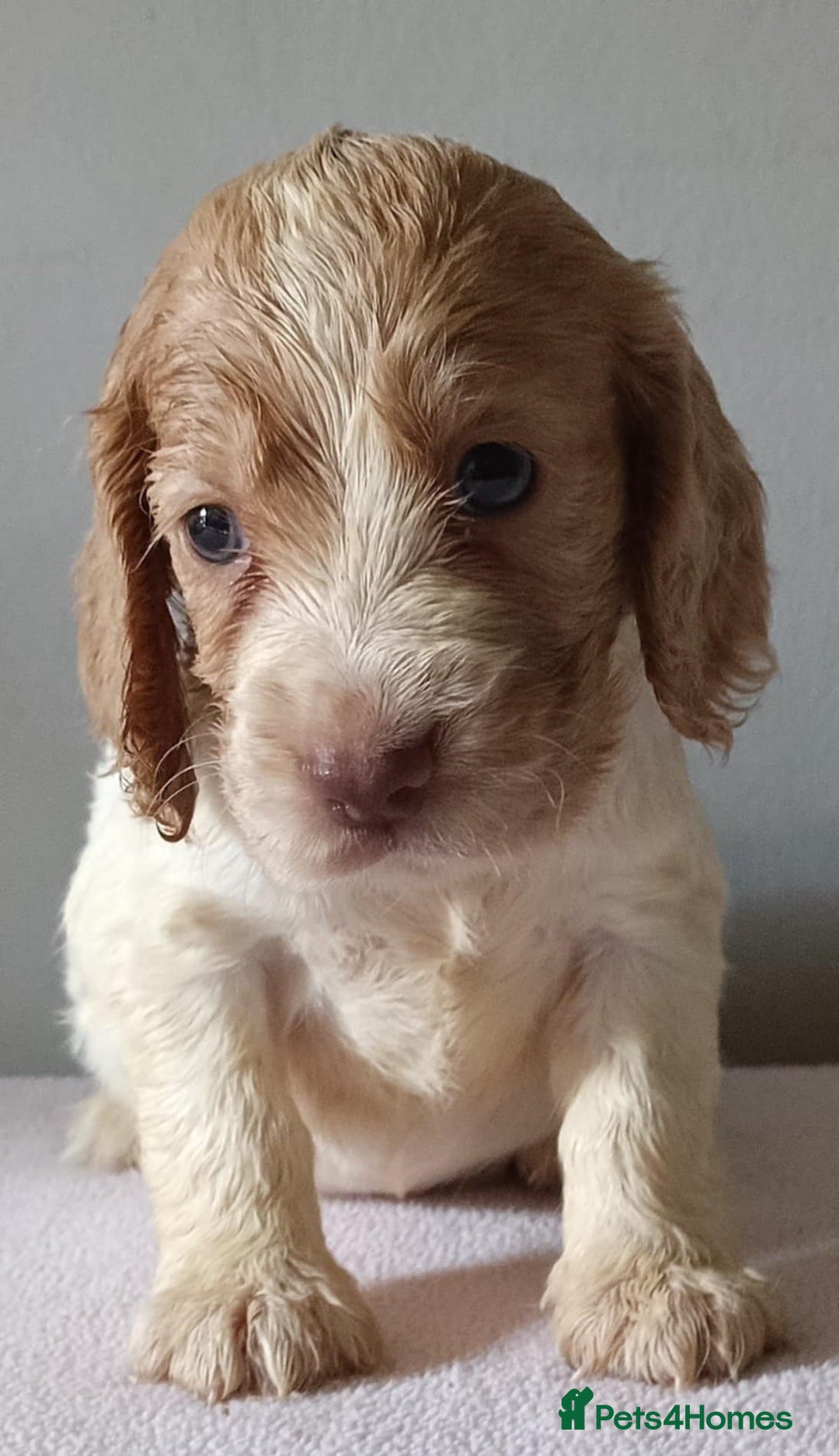 Cocker Spaniel dogs for sale: Cocker spaniel puppies  - Image 5