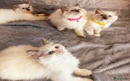 Ragdoll cats for sale: Cute little Ragdoll kittens for sale 💕🐱🐱 - Image 8