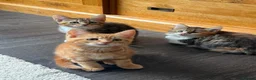 Mixed Breed cats for sale: Mixed Breed Pedigree Cross Kittens M/F - Advert 3