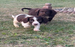 Cocker Spaniel dogs for sale: Cocker spaniel puppies🤩 - Image 6