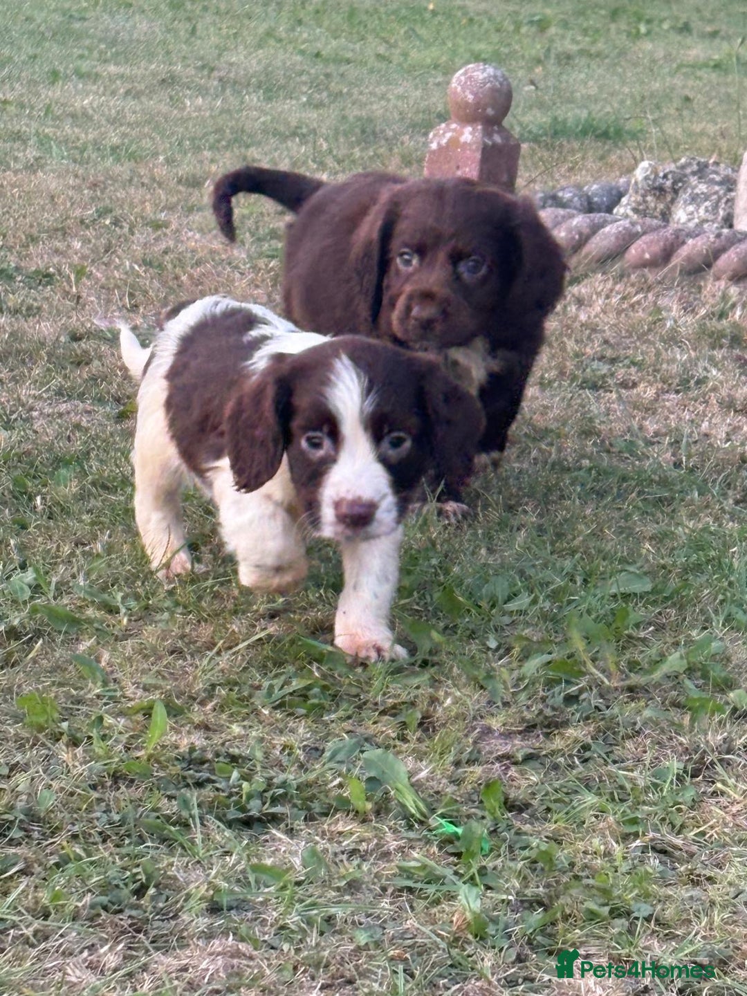 Cocker Spaniel dogs for sale: Cocker spaniel puppies🤩 - Image 6