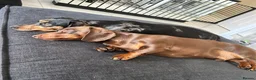 Miniature Dachshund dogs for sale: Miniature dachshund puppies 🩷💙 - Advert 12