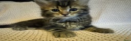 Maine Coon cats for sale: Maine Coon Bengal Cross - Advert 20